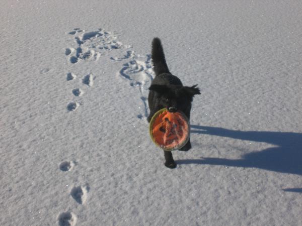 /Images/uploads/Humane Society of Utah/HSUCalendar/entries/1590thumb.jpg